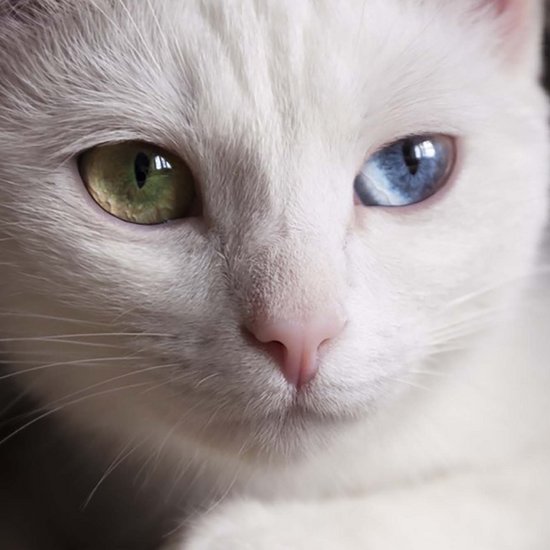 White cat with one green and one blue eye