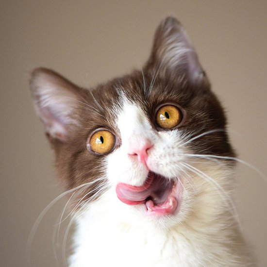 Cat sticks out its tongue
