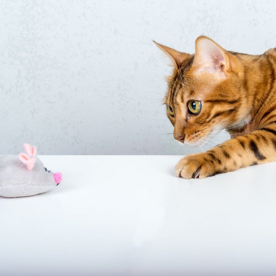 Cat playing with a small mouse toy