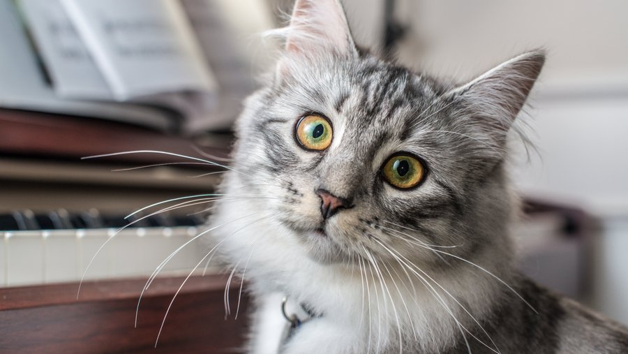 Cat in front of a piano