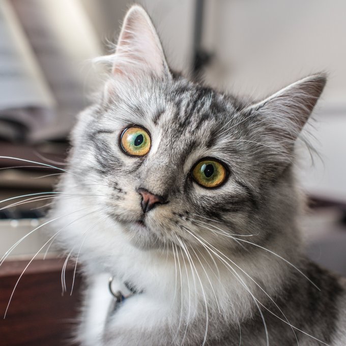 Cat in front of a piano