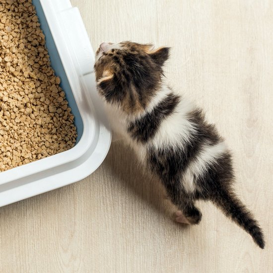 Baby cat in front of the litter box