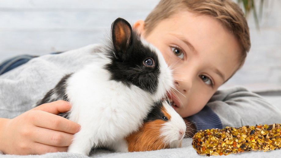 Treats Banner Small Animal