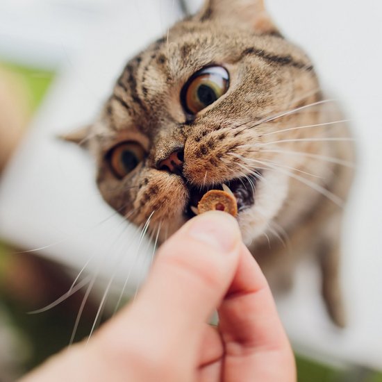 Cat reaches for a treat in a hand