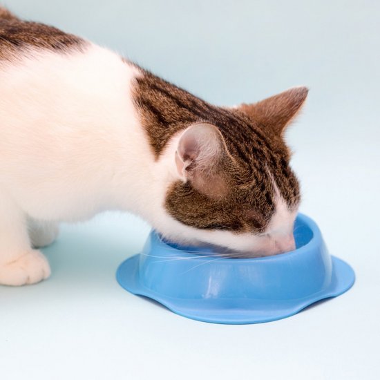 Cat eats from her bowl