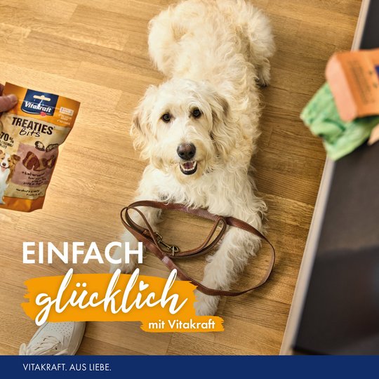 Heller Hund liegt auf dem Boden und schaut nach oben zum Besitzer mit Vitakraft Treaties Bits in der Hand 