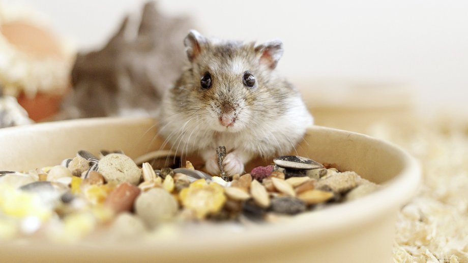 Food Banner Small Animal