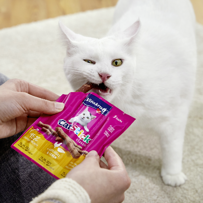 Katze Cat Stick