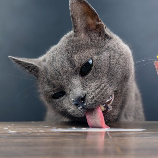 dark gray cat licks milk from the table