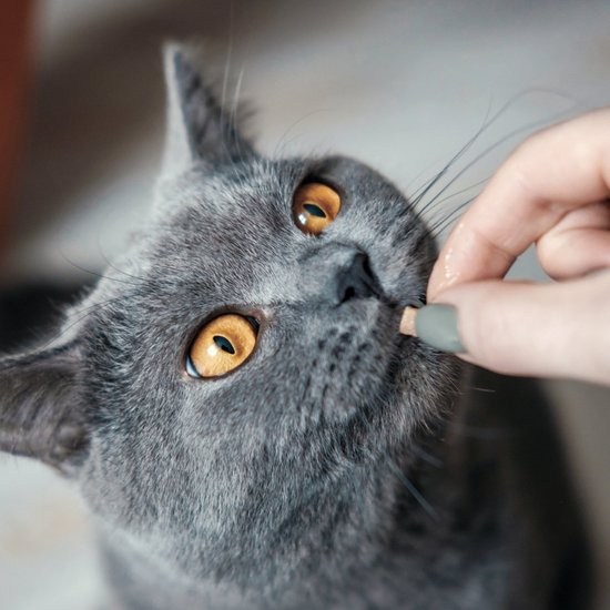 dark grey cat eats a treat from her owner's hand