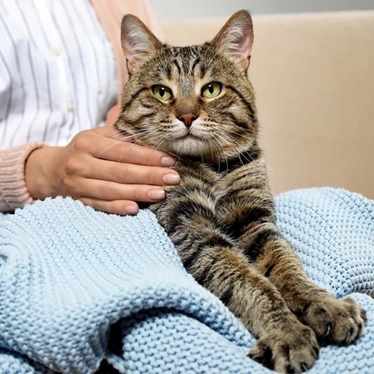Cat on the lap, being stroked