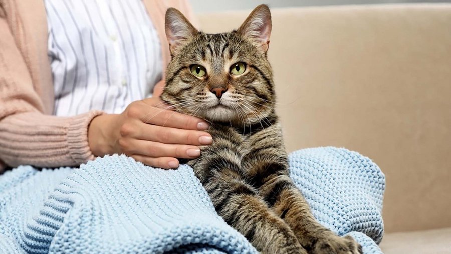 Cat on the lap, being stroked