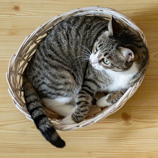 Cat lying in a basket