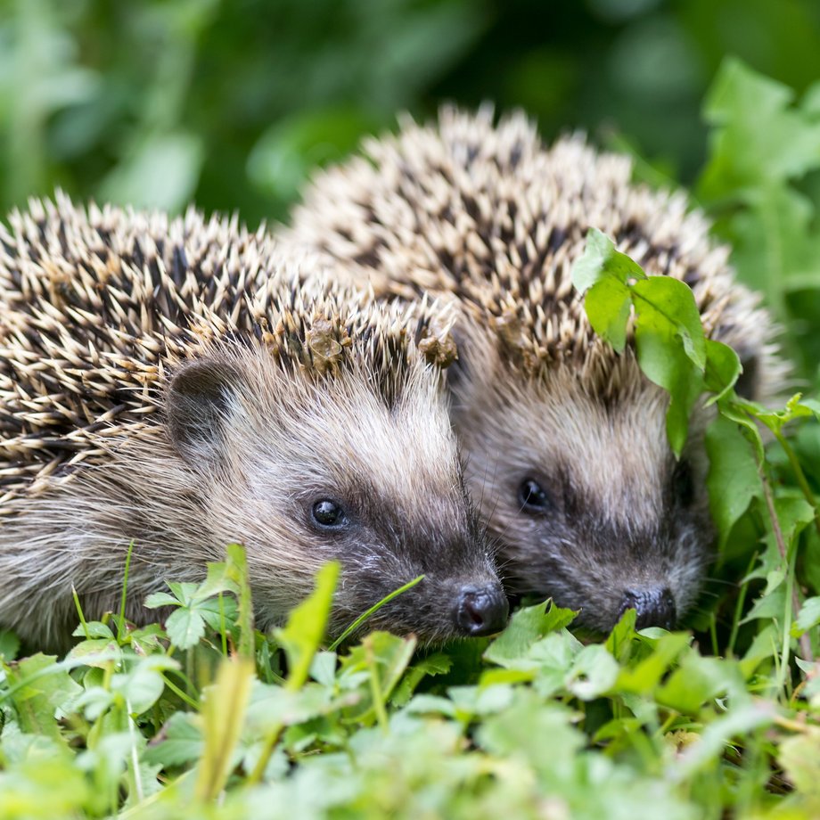 Zwei Igel im Grünen