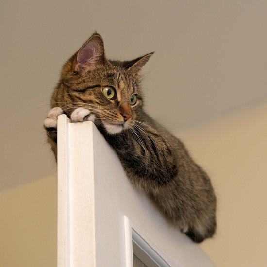 Small cat lying on the top edge of the door