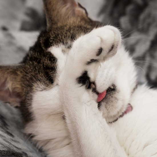 Cat holds paw in front of her face