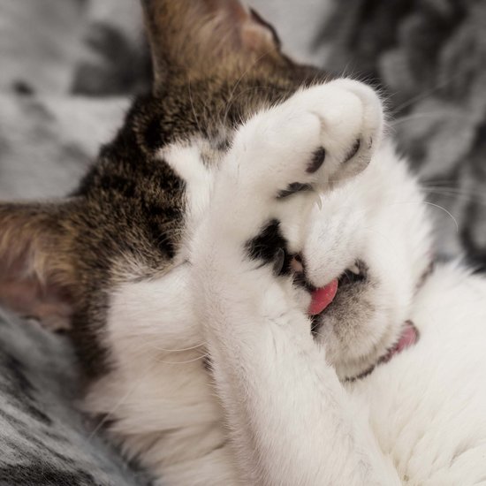 Cat holds paw in front of her face