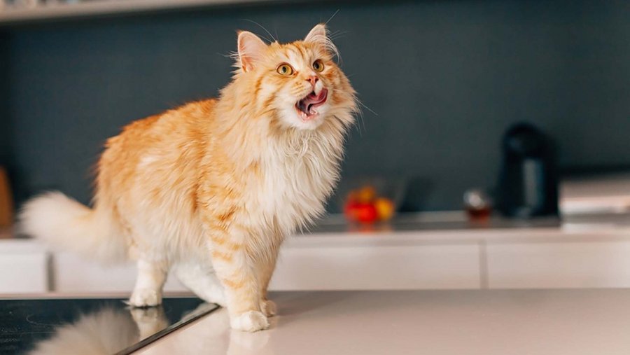 Light brown cat on the kitchen counter