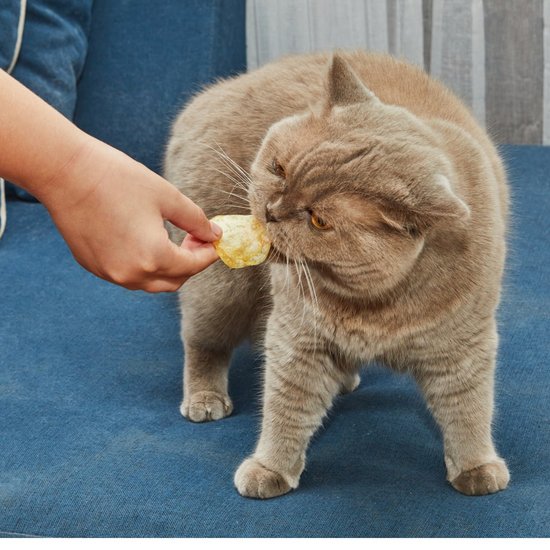Cat eats from her owner's hand
