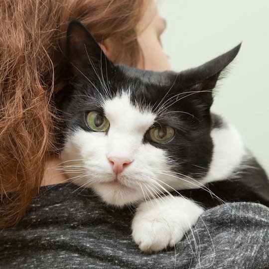 black-white cat on the shoulder of a woman