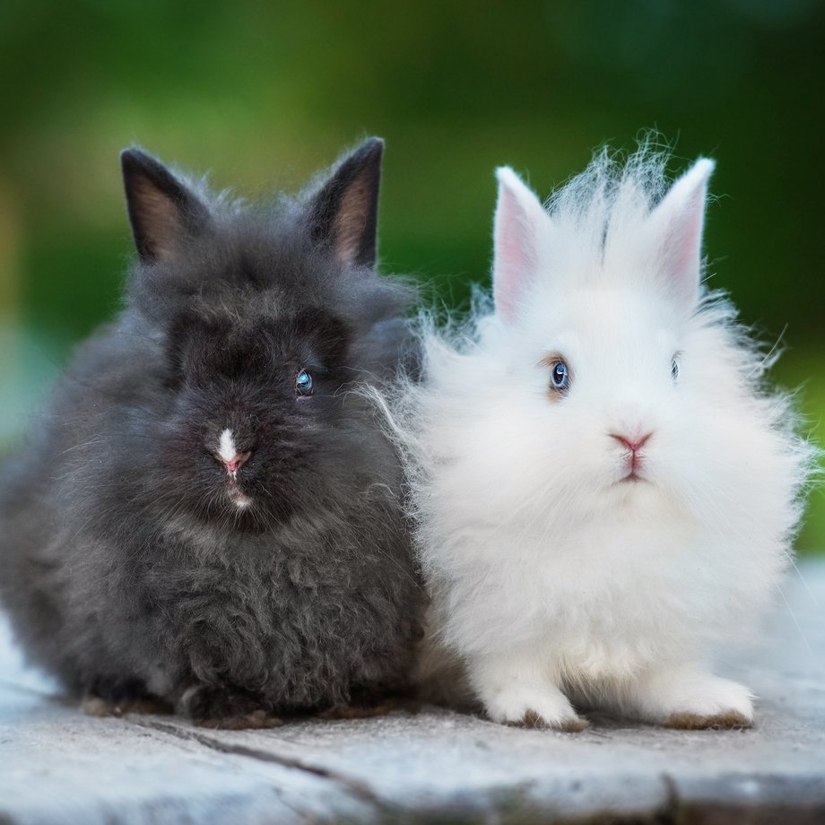 Schwarzes und weißes Kaninchen sitzen auf einem Holztisch