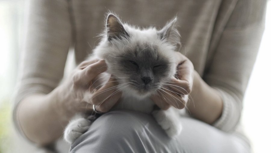 Cat on the lap being stroked