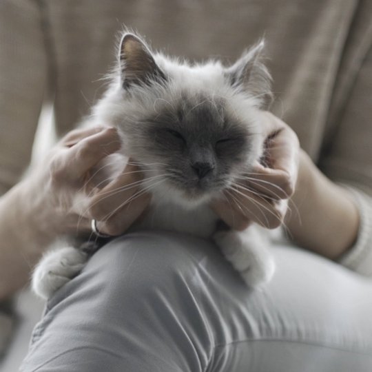 Cat on the lap being stroked