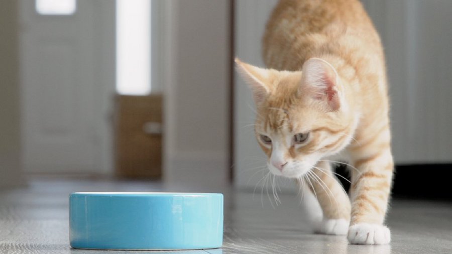 Cat in front of her bowl