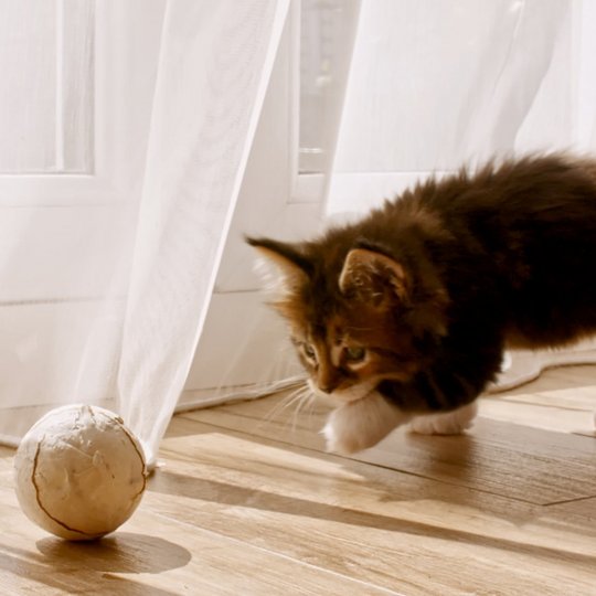 Cat playing with a ball