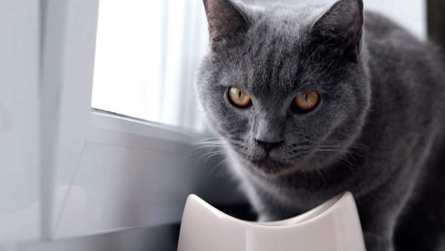 dark gray cat in front of her food bowl