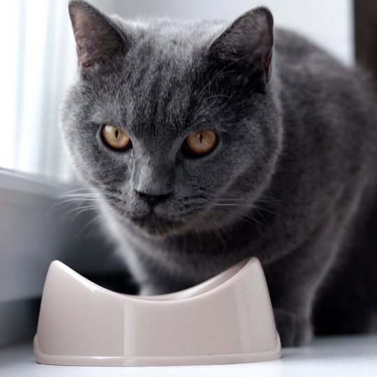 dark gray cat in front of her food bowl