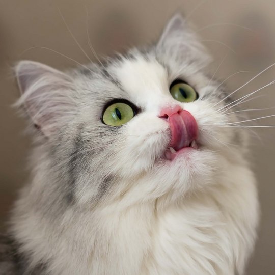 white gray cat sticks its tongue out towards its nose