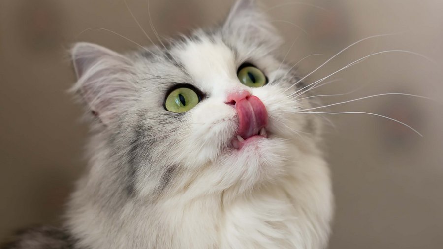 white gray cat sticks its tongue out towards its nose