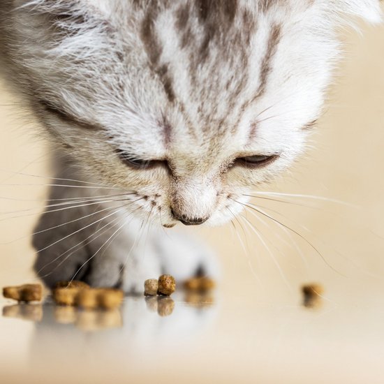 Cat discovers treats on the floor