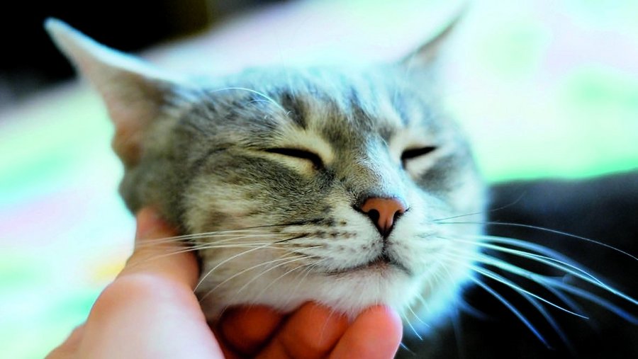 Cat is petted on the head