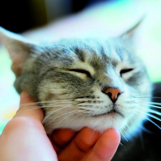 Cat is petted on the head