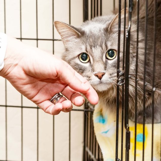 Cat in a cage being petted