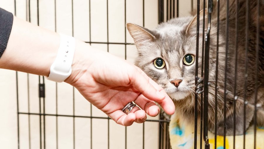 Cat in a cage being petted