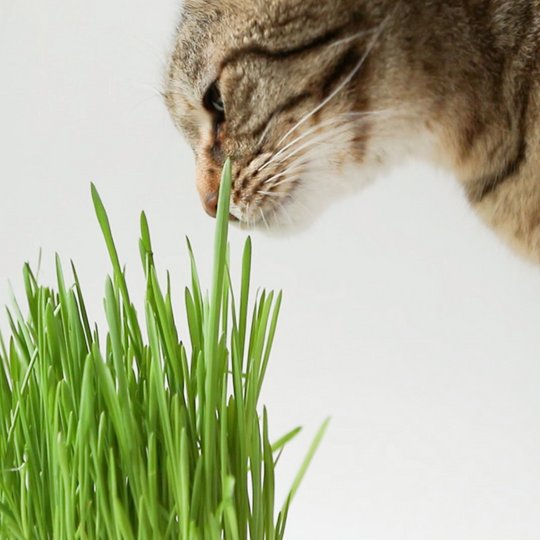 Cat smells the grass