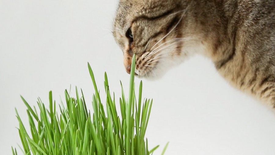 Cat smells the grass