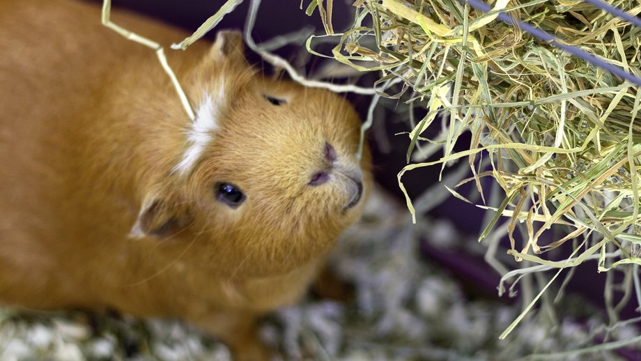 Hay Banner Small Animal