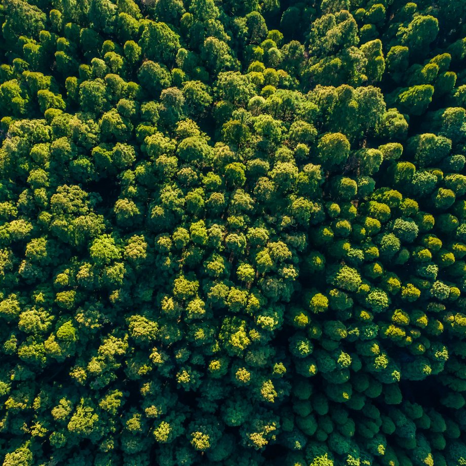 Gr&uuml;ner Wald von oben