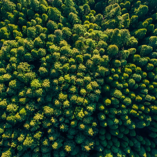 Gr&uuml;ner Wald von oben