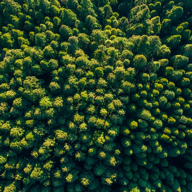 Grüner Wald von oben