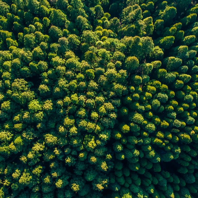 Grüner Wald von oben