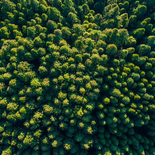 Grüner Wald von oben