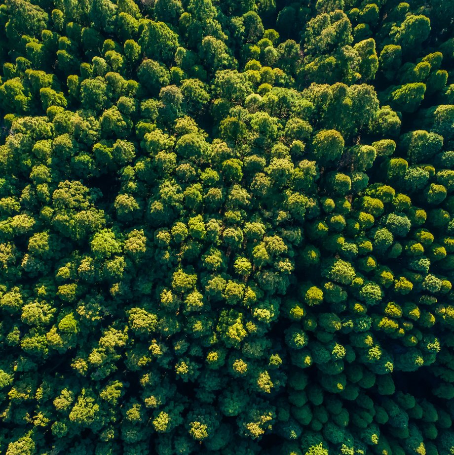 Gr&uuml;ner Wald von oben