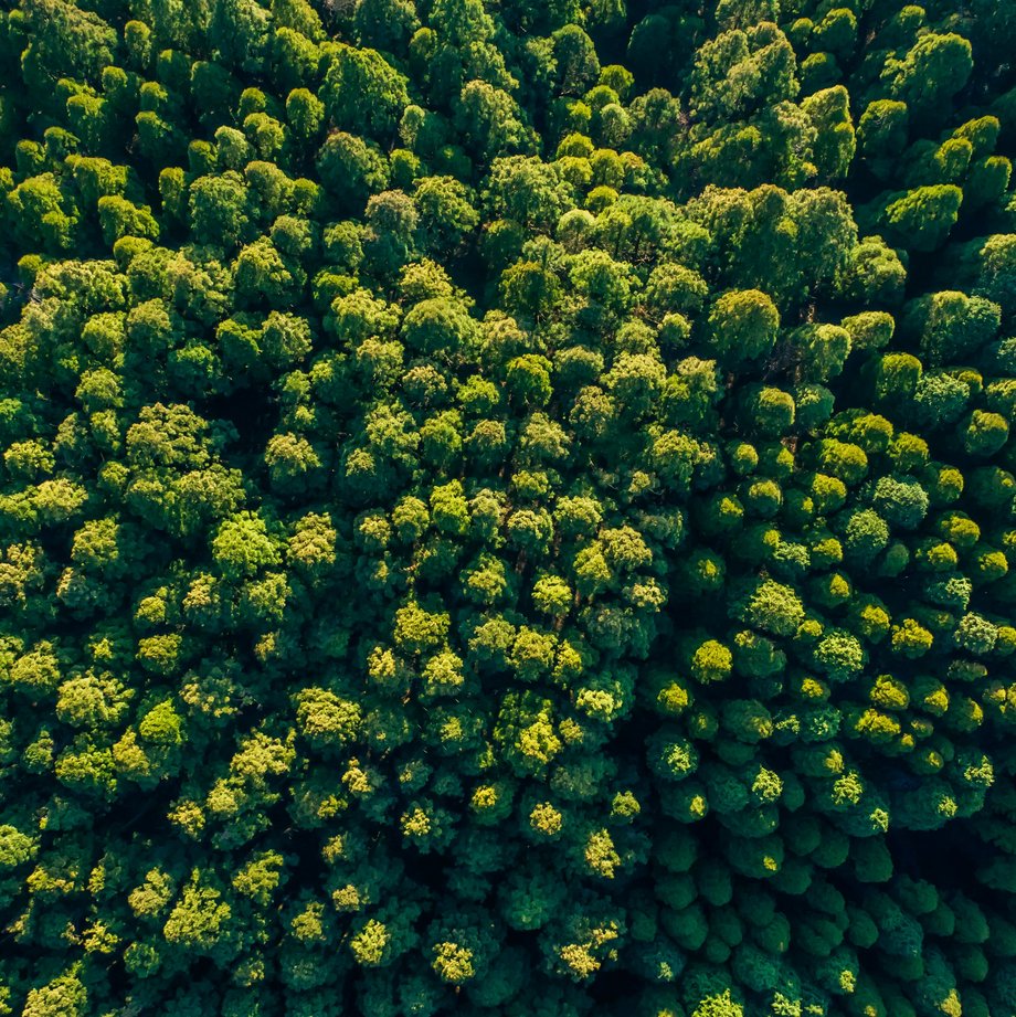 Gr&uuml;ner Wald von oben