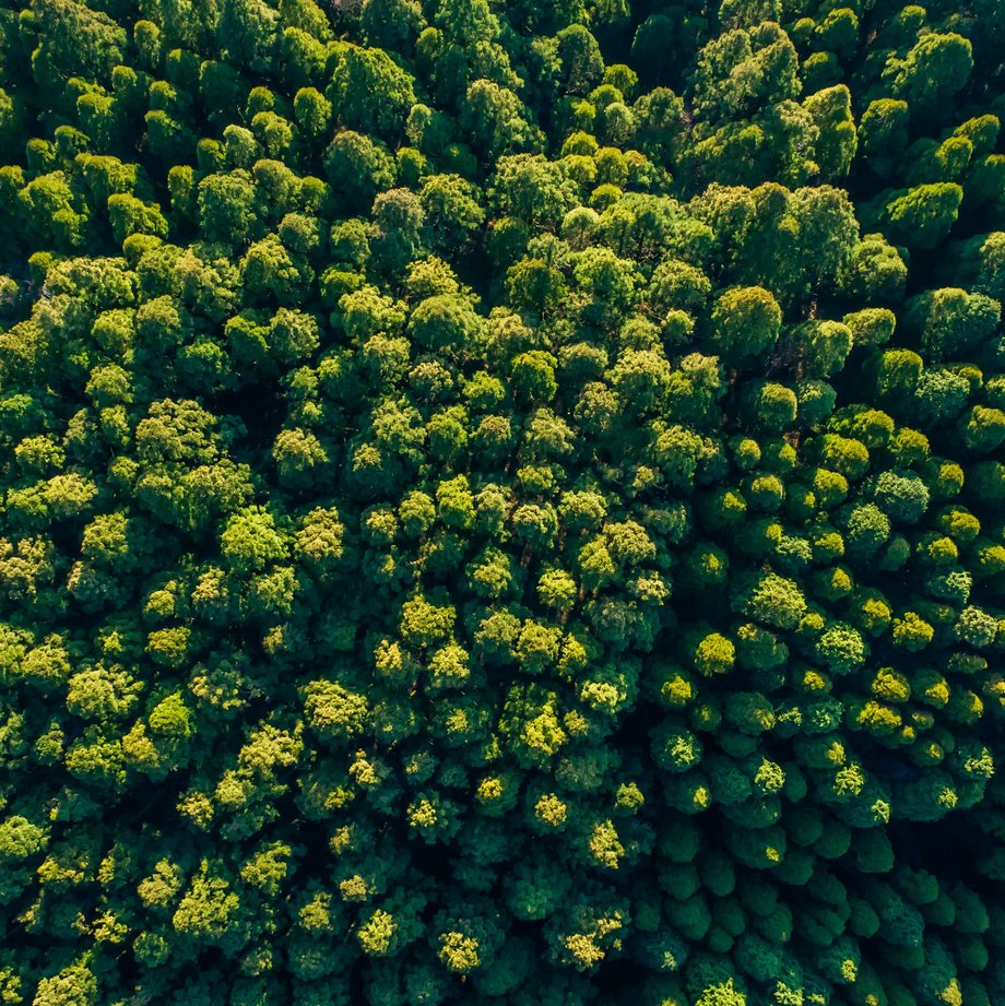Gr&uuml;ner Wald von oben