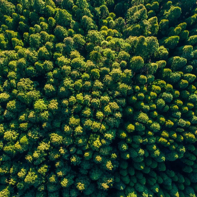 Gr&uuml;ner Wald von oben